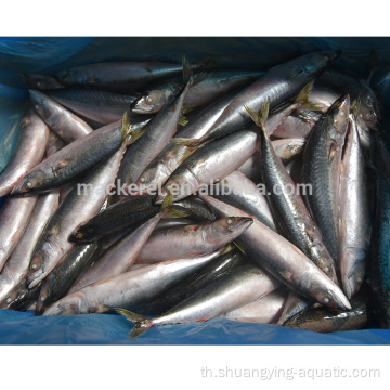 ปลาแมคเคอเรลแปซิฟิกแช่แข็ง 300-500 กรัมสำหรับขายส่ง
